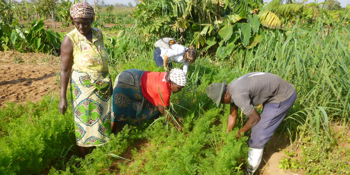 Agricultural Development