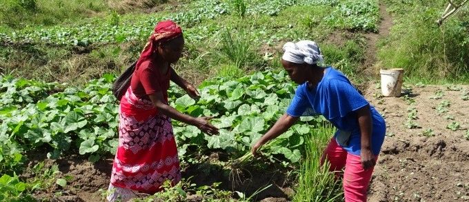 Uma nova ferramenta para medir a conversão dos produtores para a agroecologia.