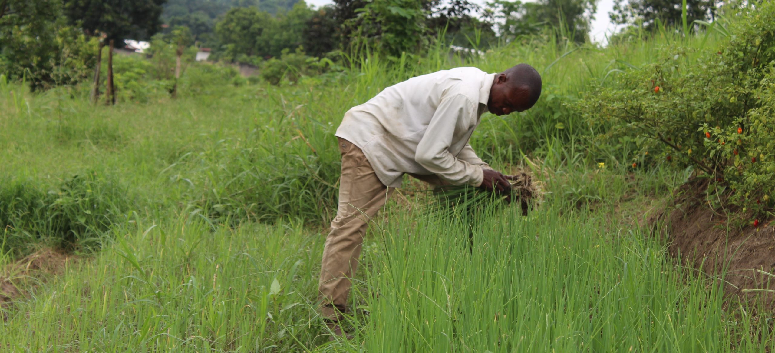 Portrait de Kevin, Président d’une coopérative de maraîchers au Congo.