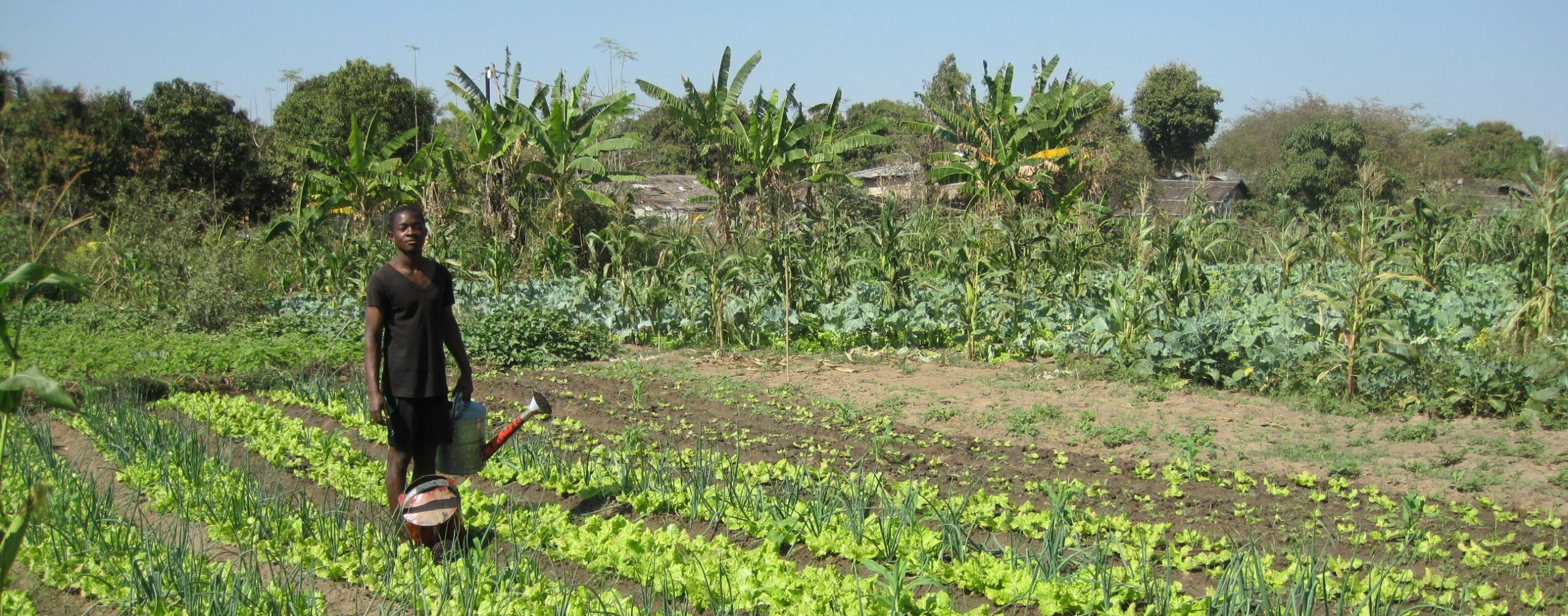 Agroécologie : ESSOR met les producteurs au centre du changement.